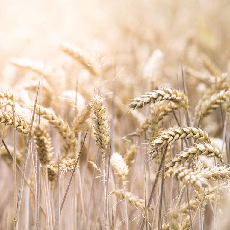 A closeup selective focus shot of a beautiful wheat field on a sunny day